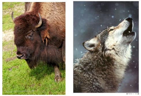 Découverte de la cohabitation des loups et des bisons