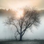 A lone tree in a foggy field