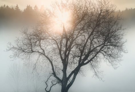 A lone tree in a foggy field